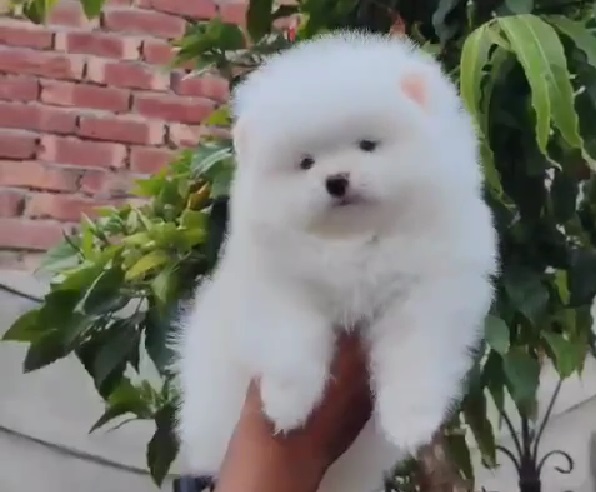 Toy Pomeranian dog breeder in india