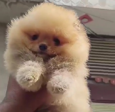 Toy Pomeranian pet shop in india