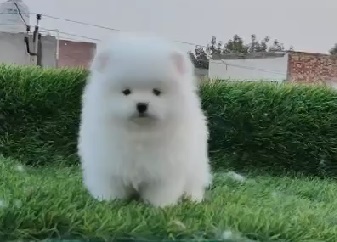 Toy Pomeranian dog kennel in india