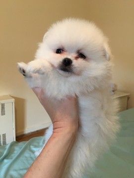 Toy Pomeranian male puppy price in India