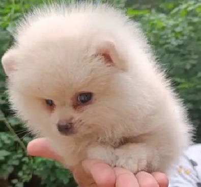 Toy Pomeranian dog price in India