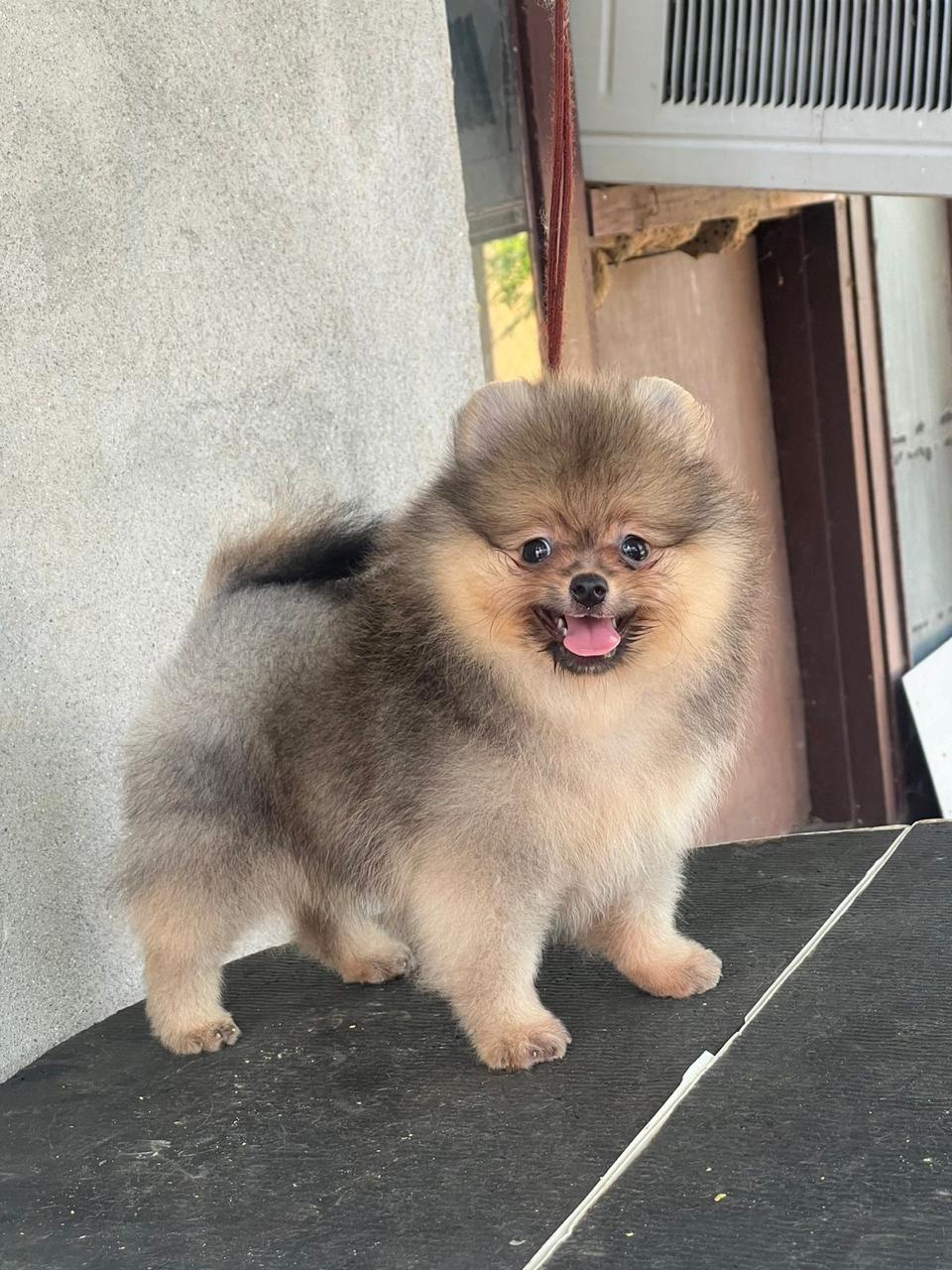 Toy Pom Puppy price in Pune