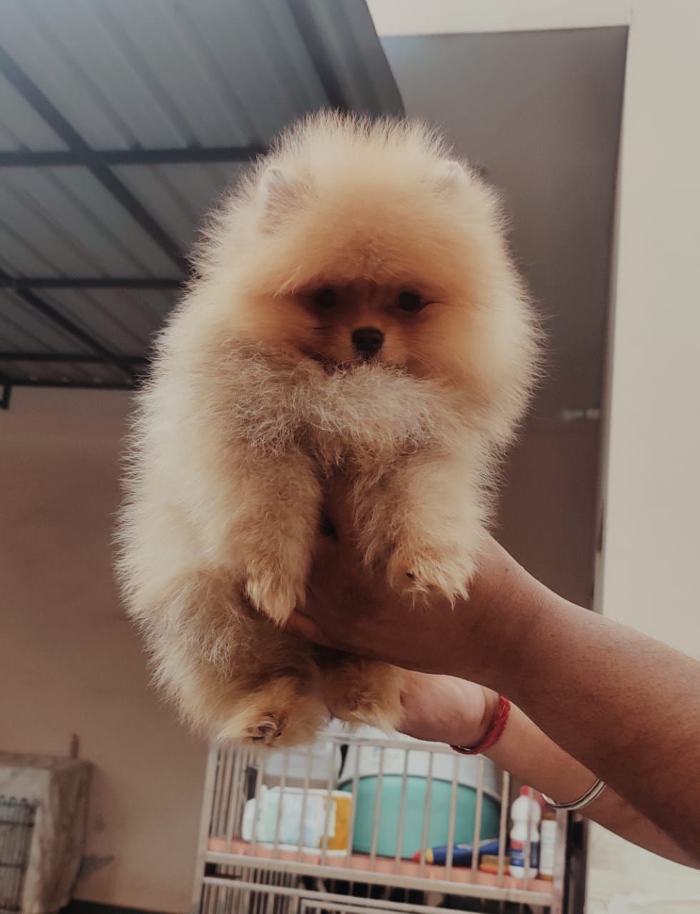 Toy Pomeranian dog price in Pune