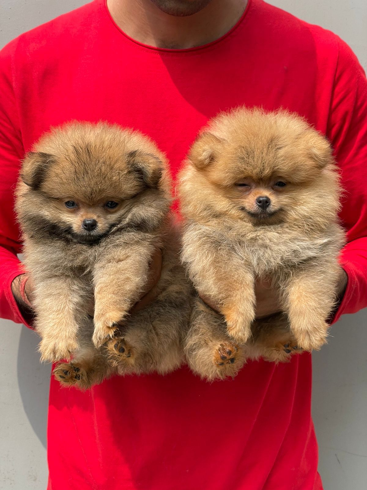 Toy Pomeranian dog for sale online in Pune