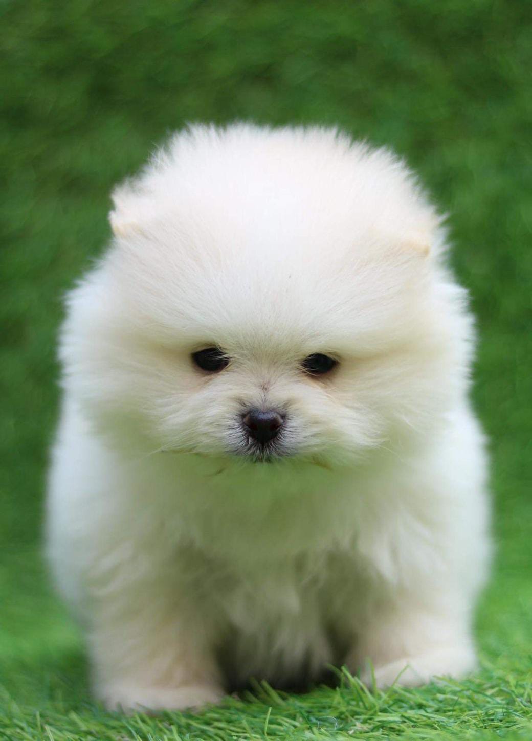 Toy Pomeranian dog breeder in Pune