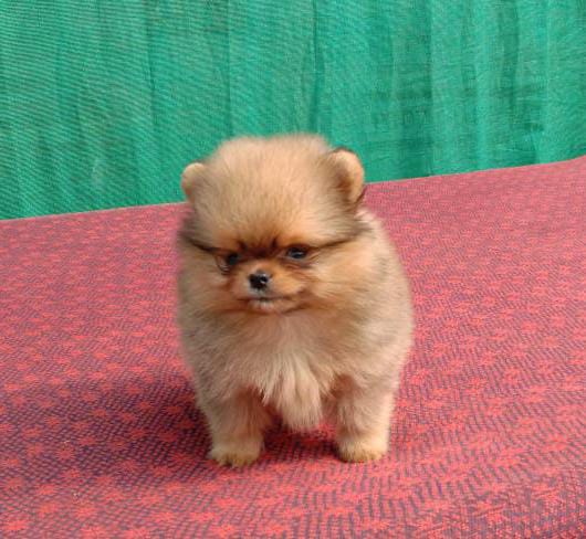 Toy Pomeranian male puppy price in Pune