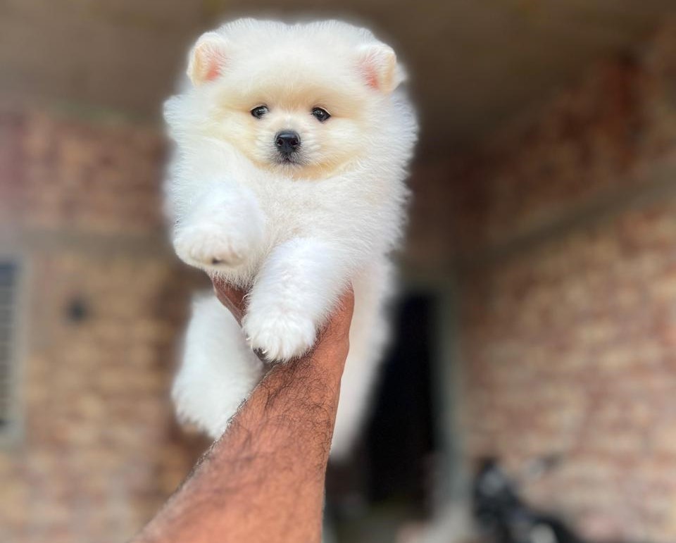 Toy Pomeranian Price In Chennai