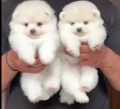 Toy Pomeranina Puppies Price In Chennai.