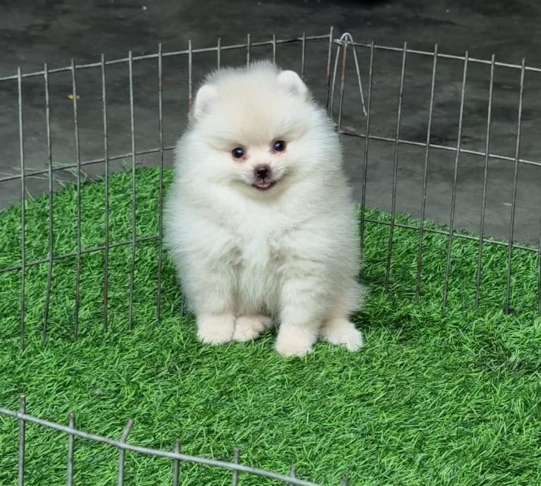 Toy Pom Puppies Price In Chennai.