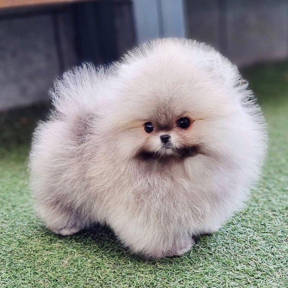 Toy Pomeranian Puppies Price Available For Sale.