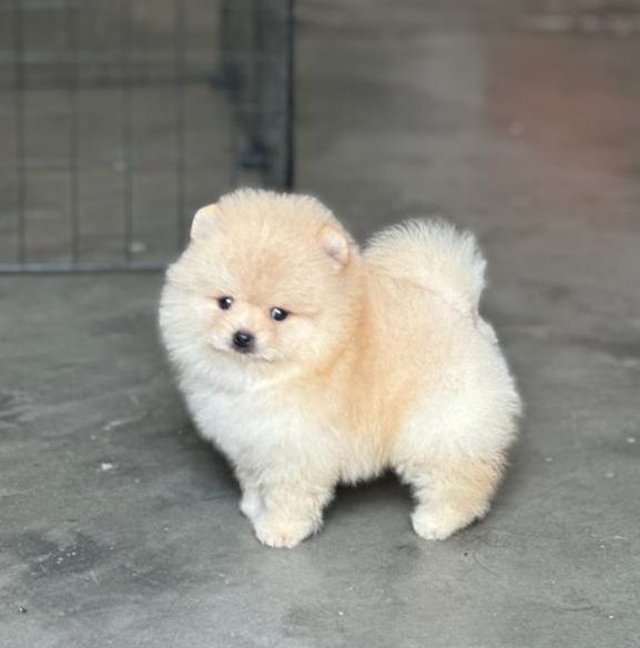 Toy Pomeranian Puppy Price In Chennai.