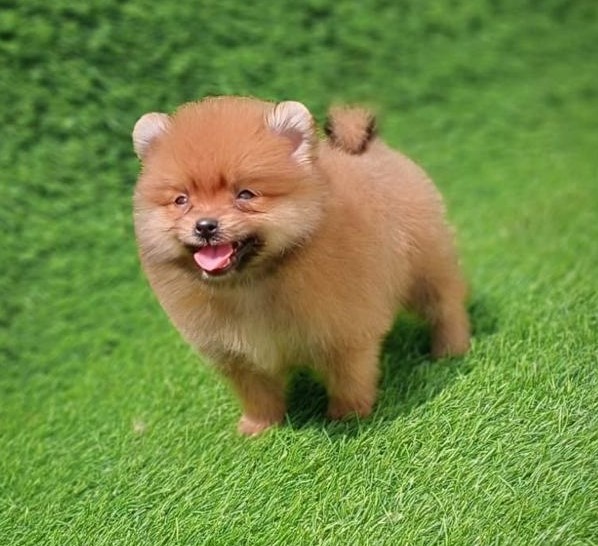 Toy pomeranian Puppy Price Available At your City Chennai.