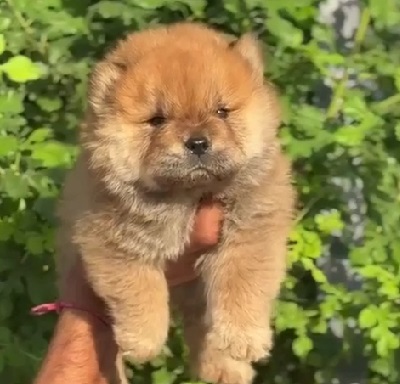 Toy Pomeranian puppy price in kolkata