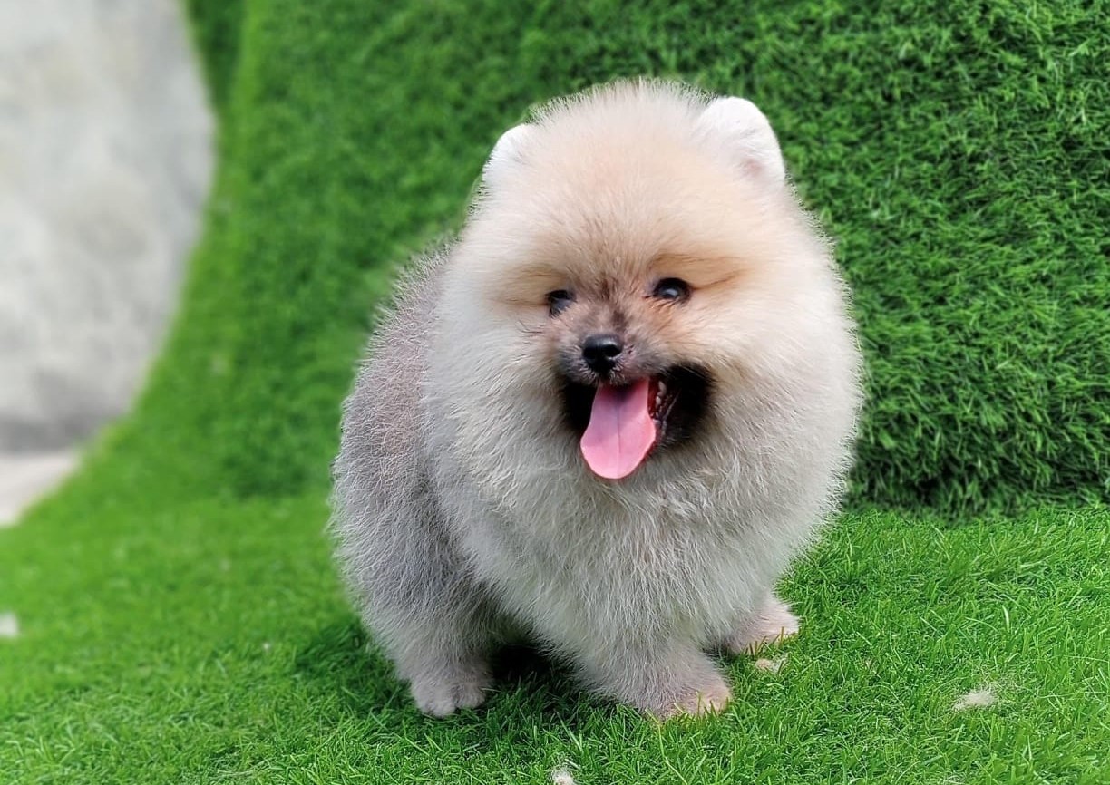 Toy Pomeranian dog price in kolkata