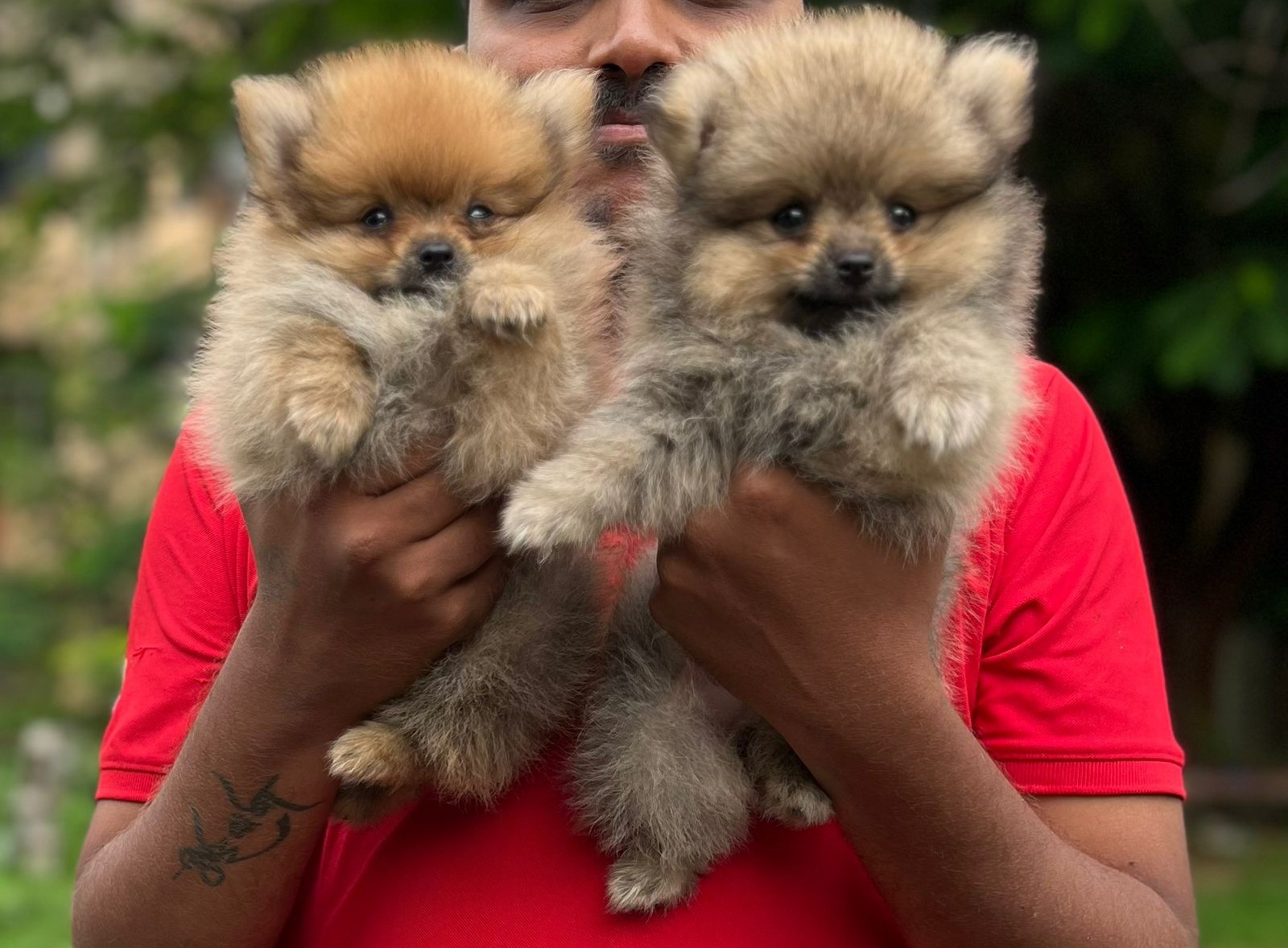 Toy Pomeranian male puppy price in kolkata