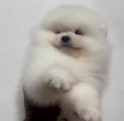 Toy Pomeranian dog breeder in kolkata