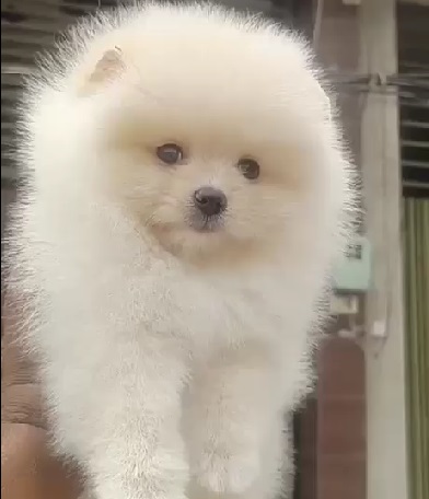 Toy Pomeranian pet shop in kolkata