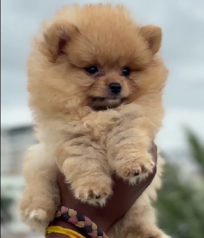 Toy Pomeranian dog for sale in kolkata