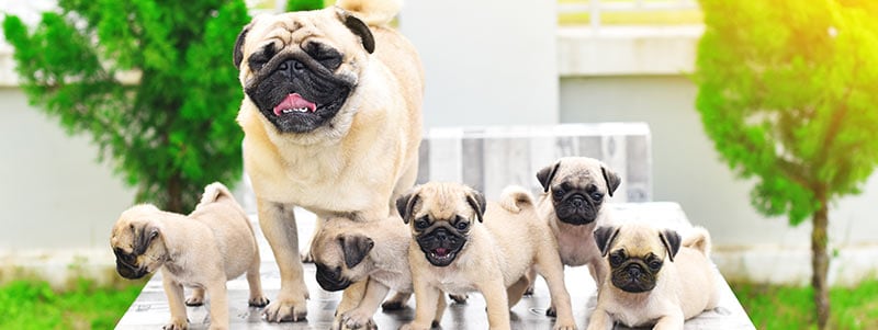 Pug price in chennai