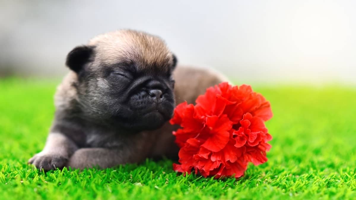 Pug price in hyderabad