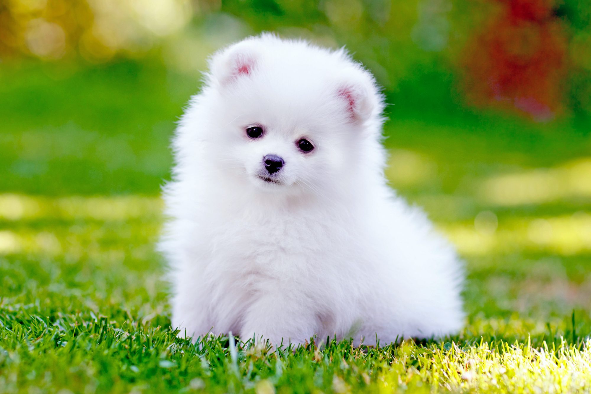 Types Of Toy Pomeranian Puppies Premium Pet House Types Of Toy Pomeranian Puppies Premium Pet House