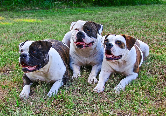 English bulldog puppy price in Pune