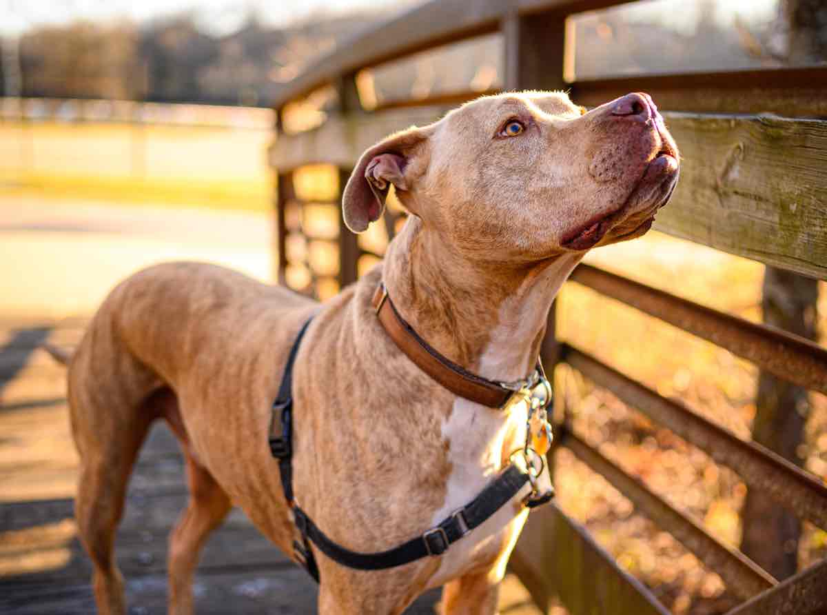  Dog Breeder In India