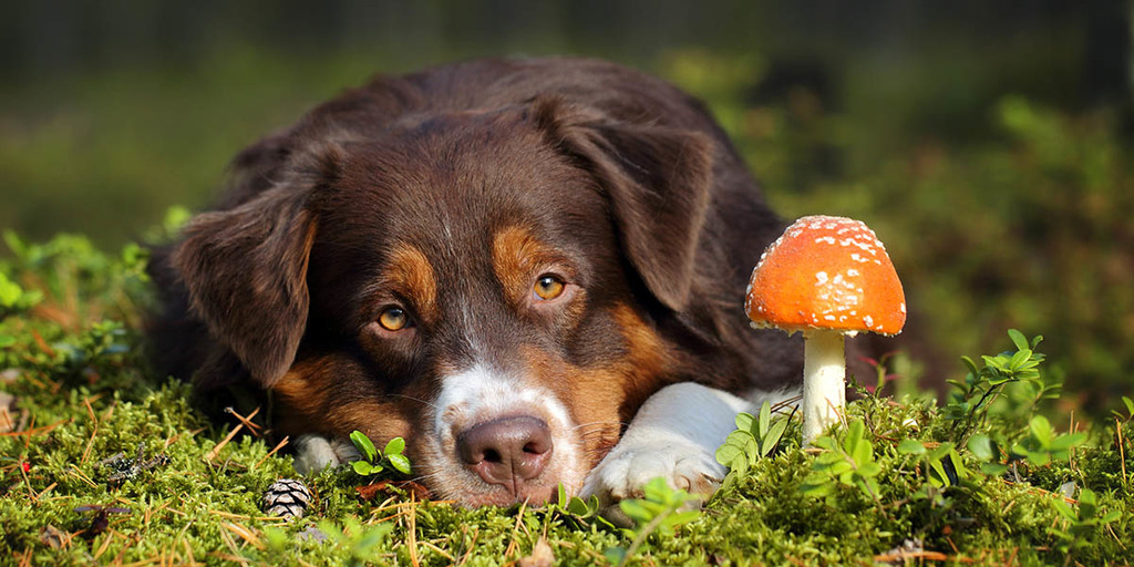 India Dog Breeders