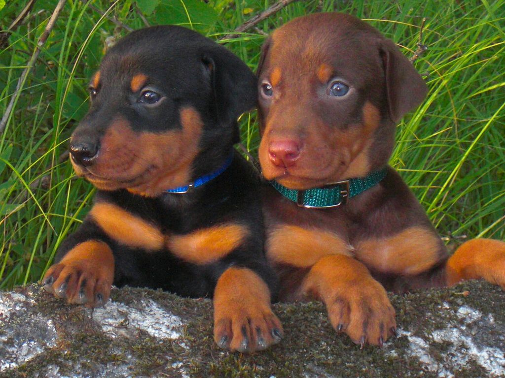 Doberman Feeding Chart by Age