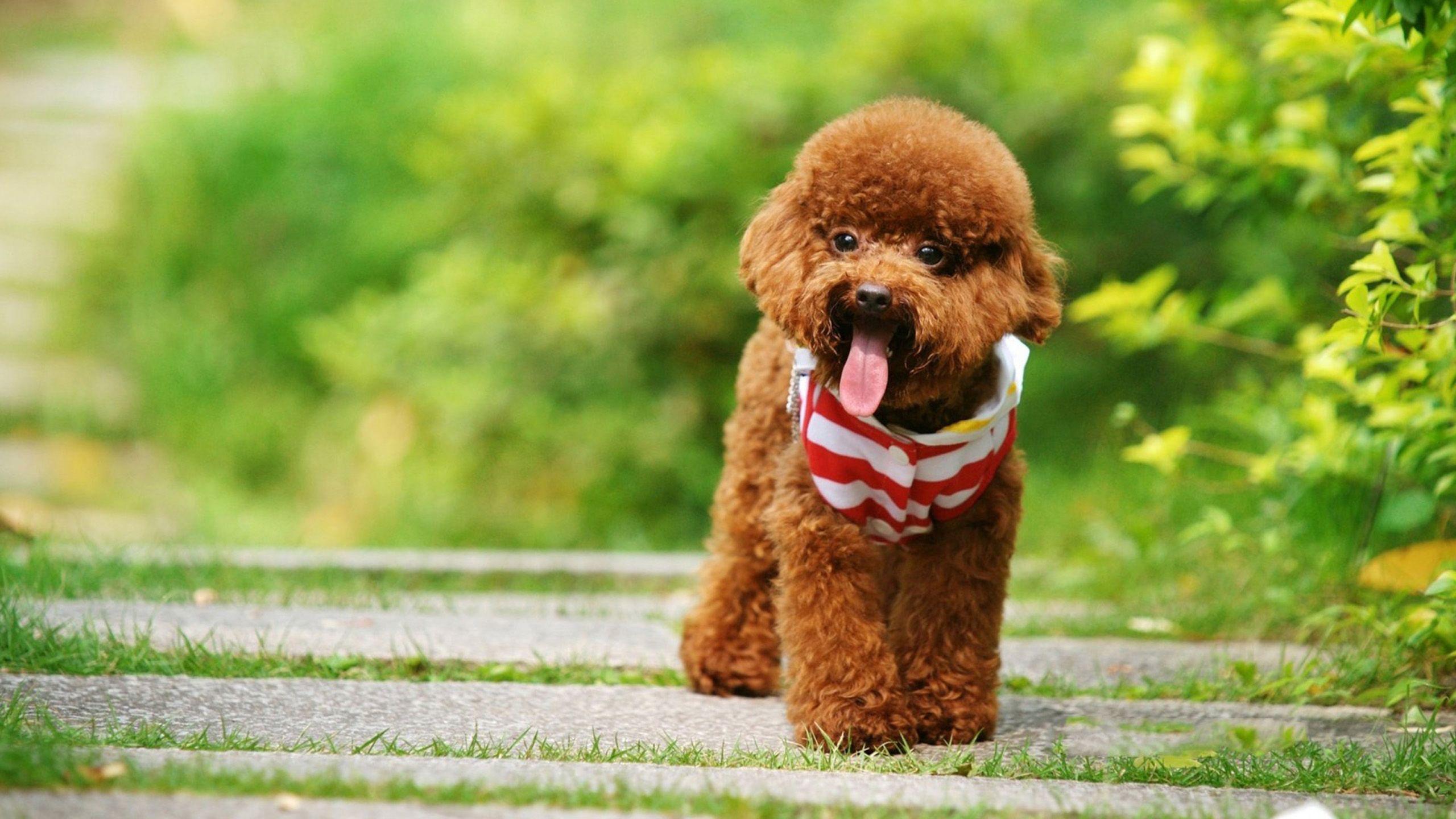 Important Things You Need to Know About Poodle Puppies Before Buying