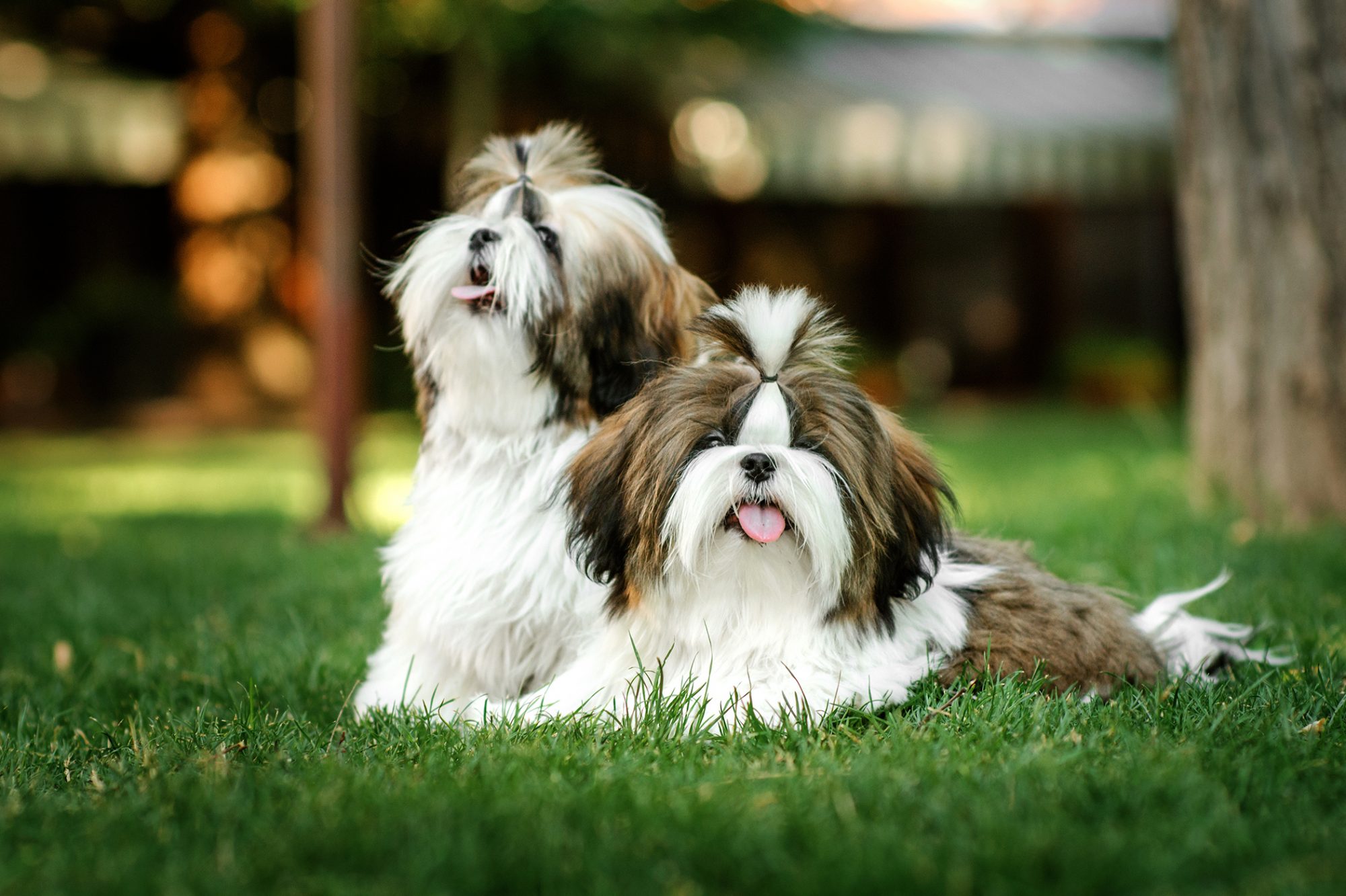 shih tzu price in chennai