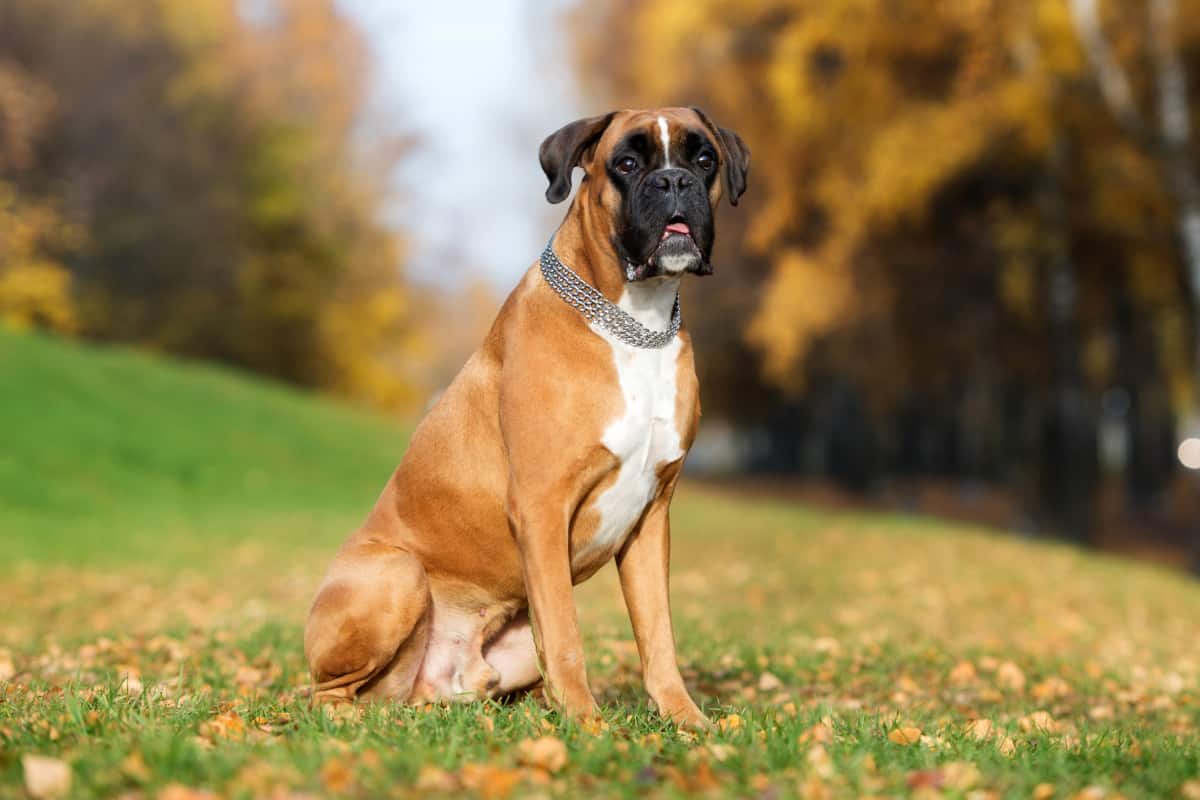 Boxer puppy price in Pune