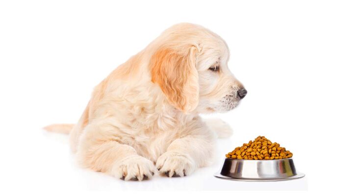 The 14 Best Dog Foods For Puppies