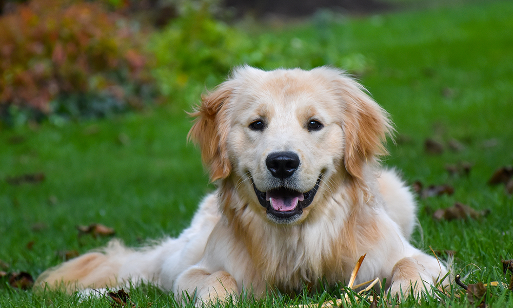 5 Things You Can Do to Keep Your Dog Healthy