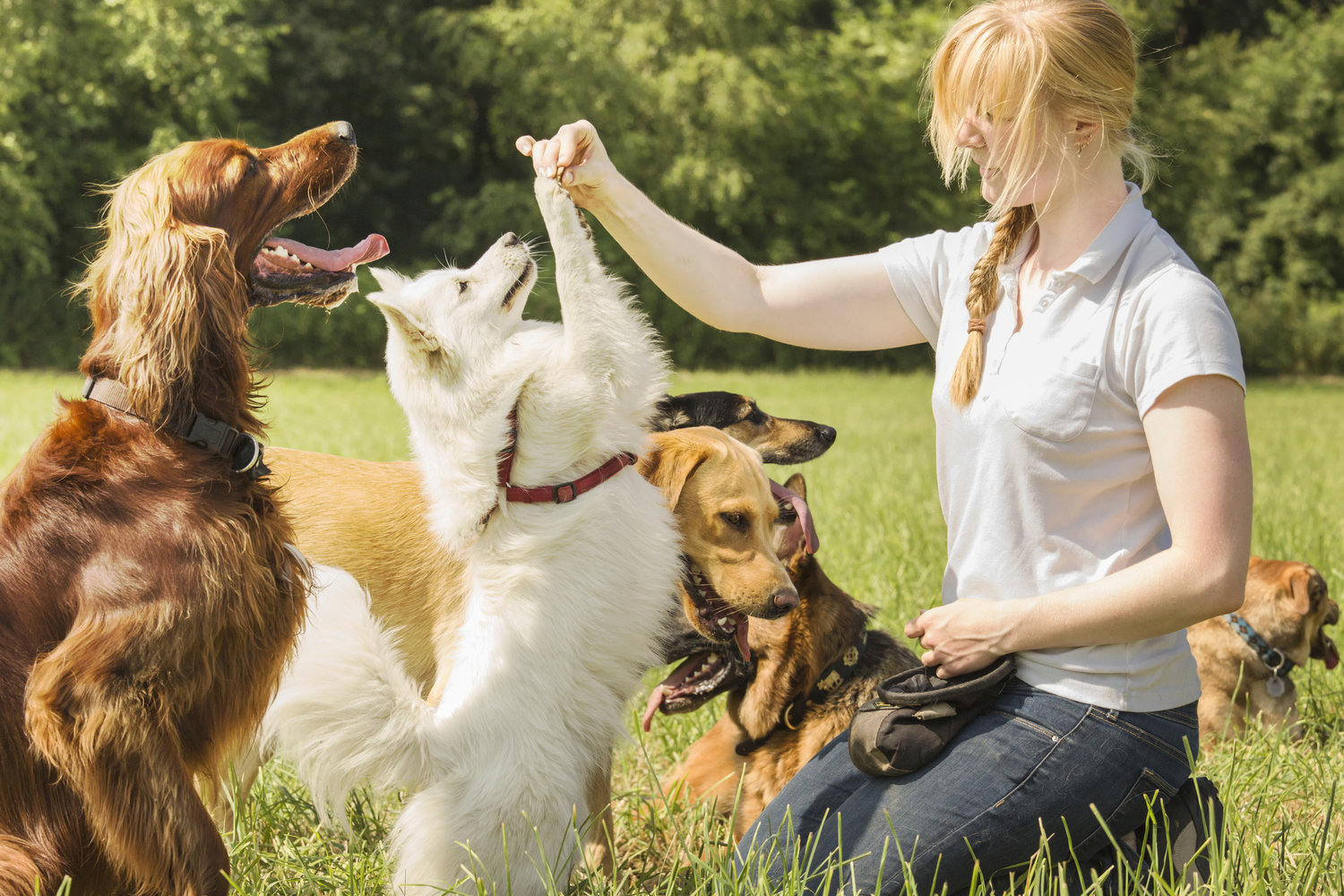 dog breeders in india