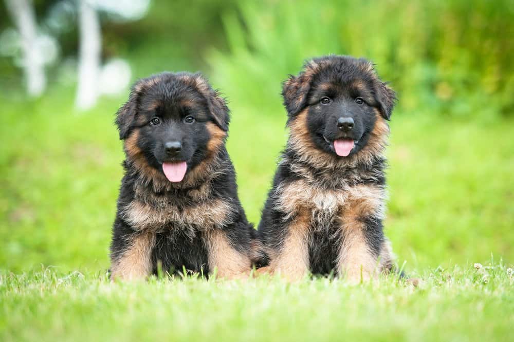 dogs for sale in pune