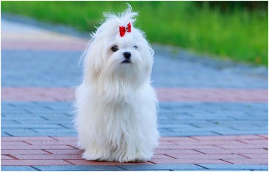 Everything You Need To Know About Maltese Dog Price Health Lifespan