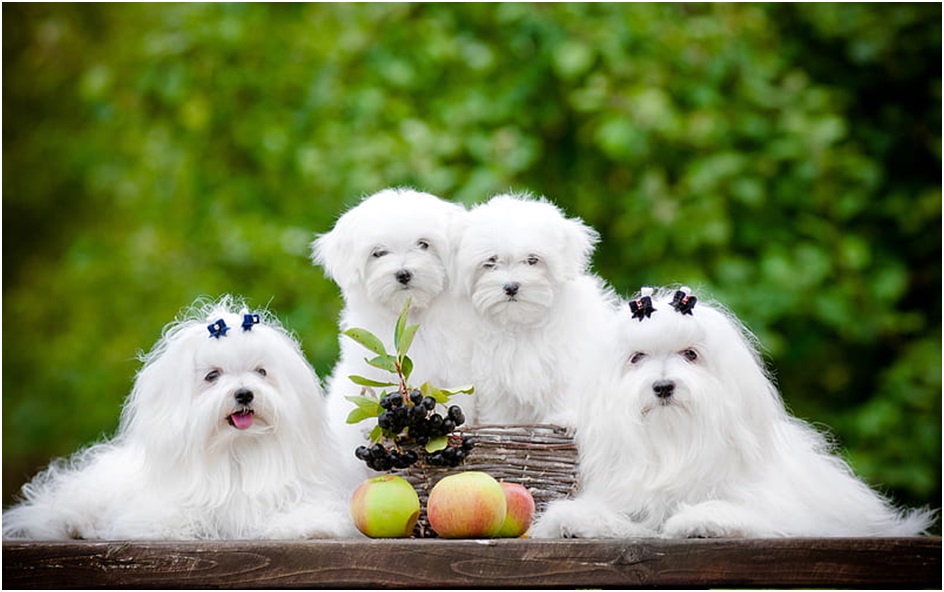 Maltese Price In India | Maltese Dog Price in India | Maltese for sale in India | Premium Pet House