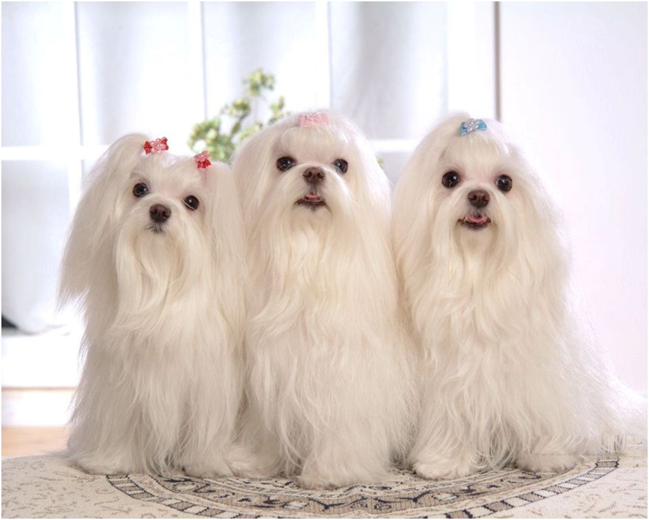 Maltese Puppies for sale in Mumbai | Maltese Price in Mumbai