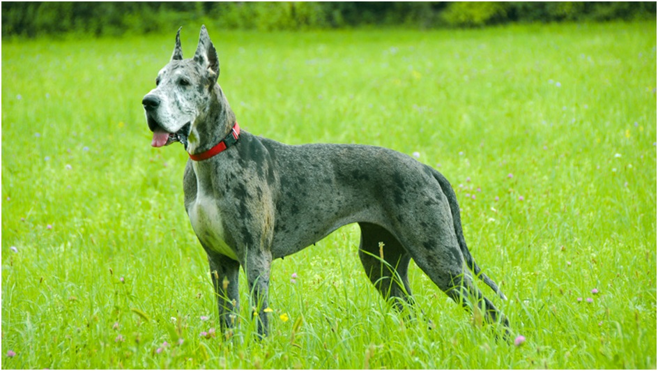 great dane price in india