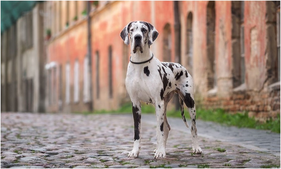 great dane puppies for sale in india