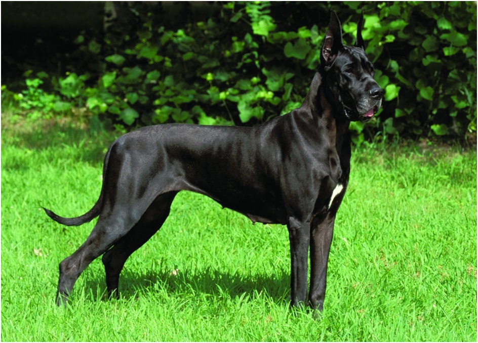 great dane petshop in india