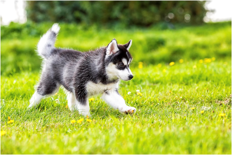 siberian husky puppy price in india