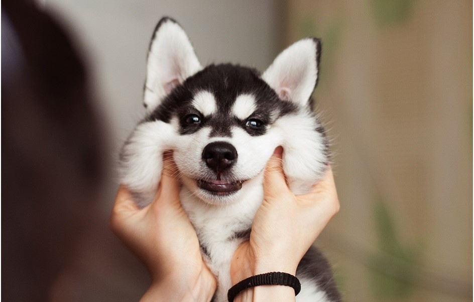 siberian husky dog breeder in india