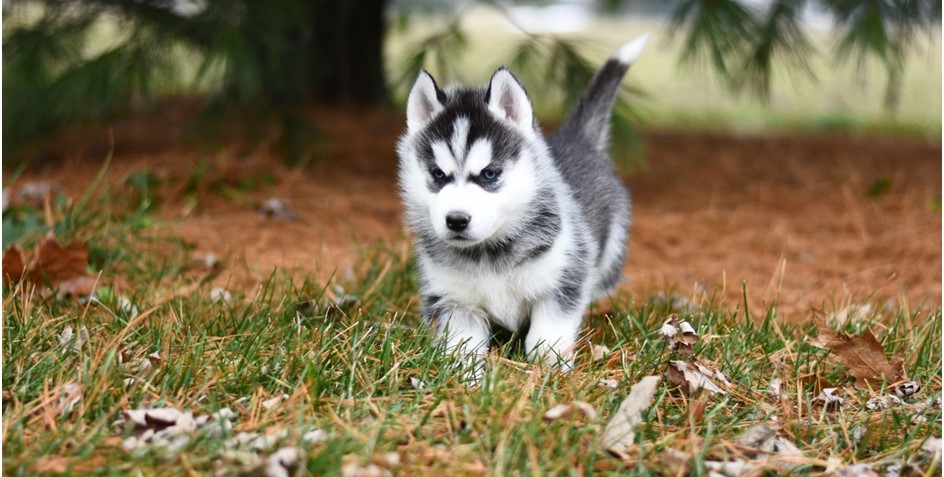 siberian husky puppy price in india