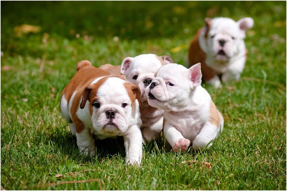 english bulldog petshop in india