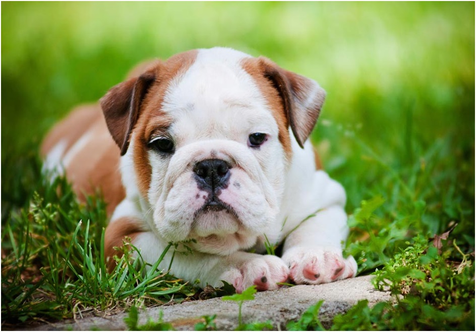 english bulldog puppies for sale in india