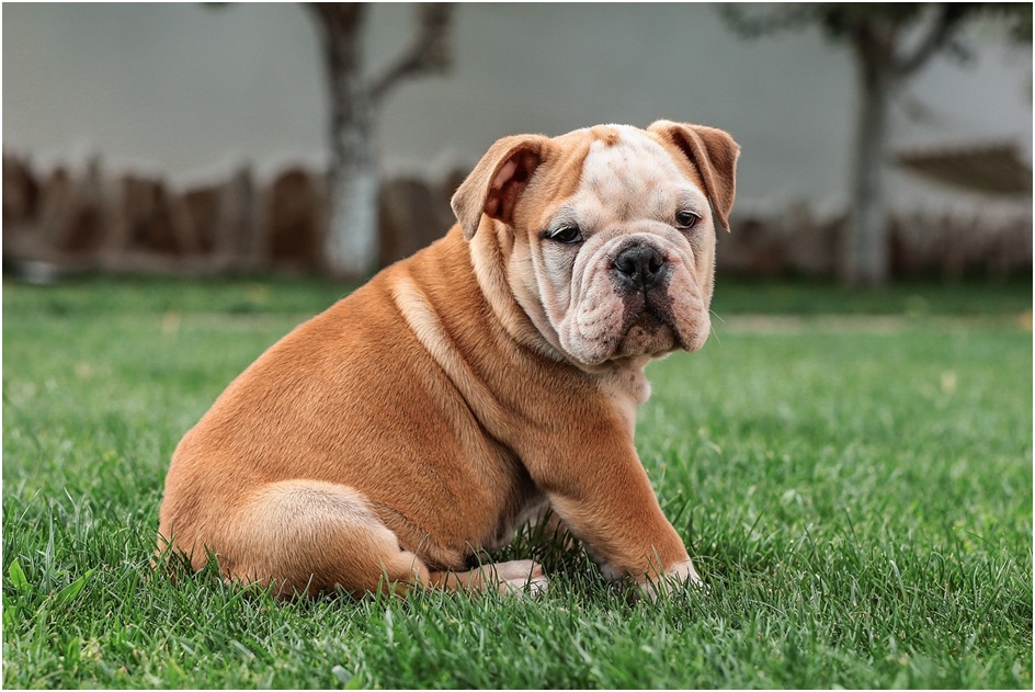 english bulldog puppy price in india