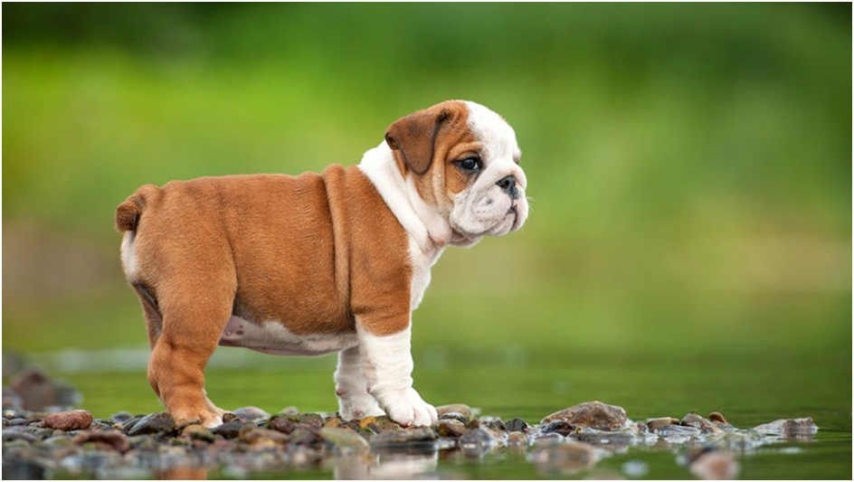 english bulldog common myths