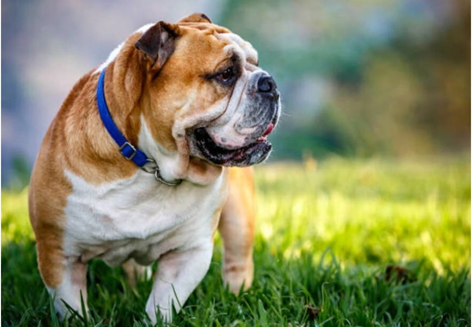 english bulldog price in india